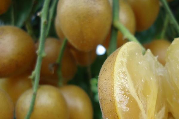 黄皮果树苗市场价格多少钱一棵 黄皮果树的种植方法