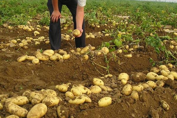 2018种土豆赚钱吗？土豆种植的利润与投资成本及前景预测