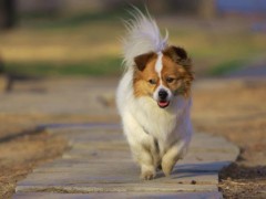 蝴蝶犬市场价格多少钱一只,蝴蝶犬为什么那么便