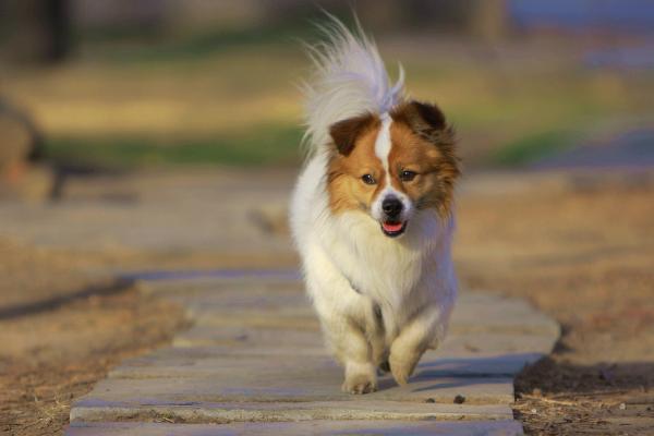 蝴蝶犬市场价格多少钱一只 蝴蝶犬为什么那么便宜