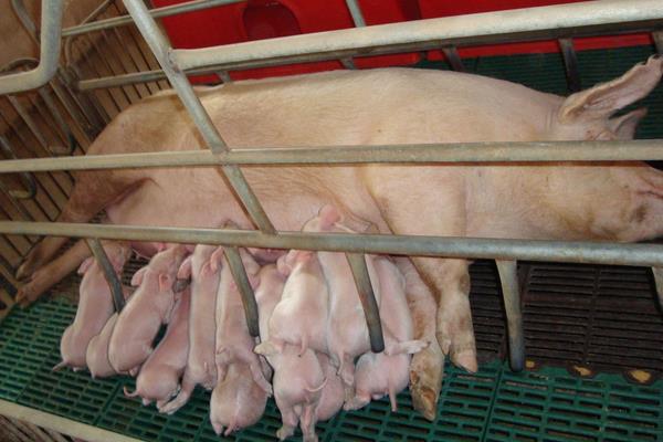 如何判断母猪有炎症，发情期用公猪精子判断