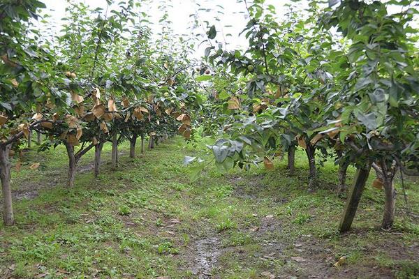 梨树种植密度