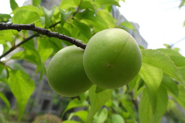 梅子粉的功效与作用 梅子粉怎么吃