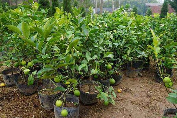 柠檬树怎么种 柠檬树的养殖方法和注意事项
