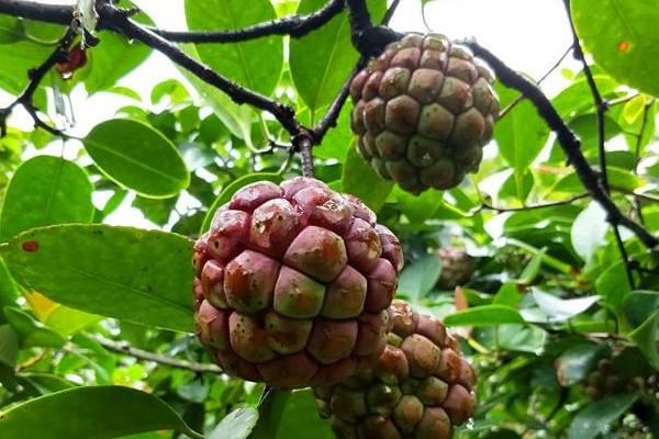 黑老虎种植市场前景怎么样 黑老虎未来市场应用价值分析