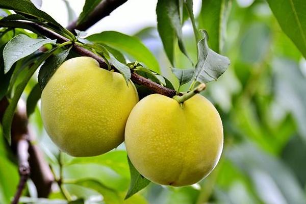 炎陵黄桃市场价格多少钱一斤 炎陵黄桃树苗市场价格多少钱一棵