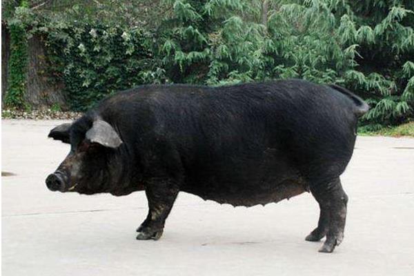 黑猪图片大全 中国十大黑猪品种是哪些 什么品种的黑猪最好