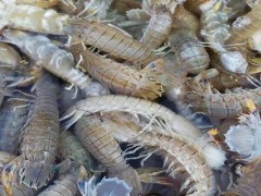 皮皮虾养殖条件,水源水质是关键,水温控制好生长
