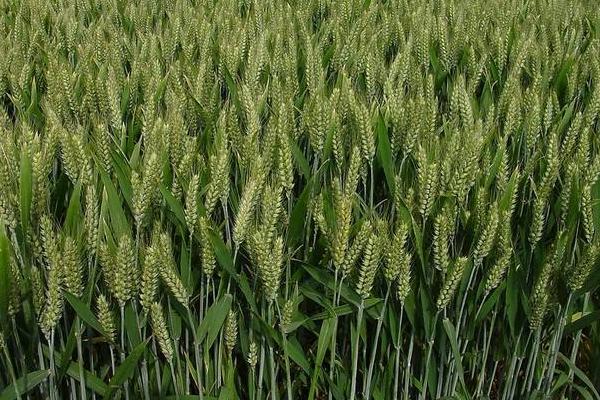 小麦拔节期在几月份
