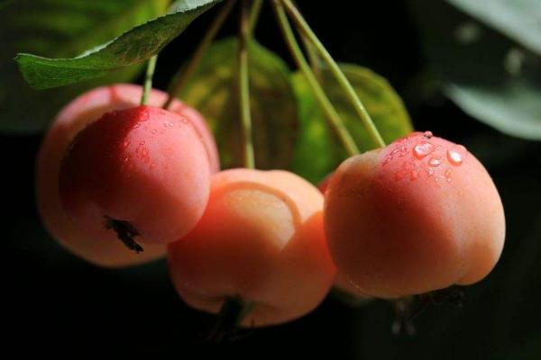 海棠果市场价格多少钱一斤 海棠果有哪些食用方法