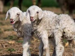 母羊一年两胎的方法,缩短哺乳期加强营养