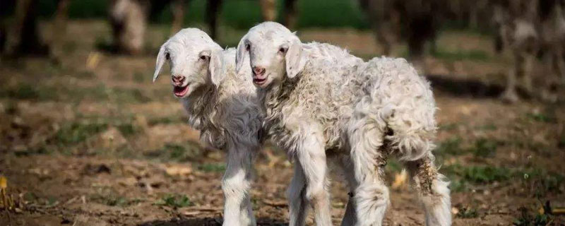 母羊一年两胎的方法，缩短哺乳期加强营养