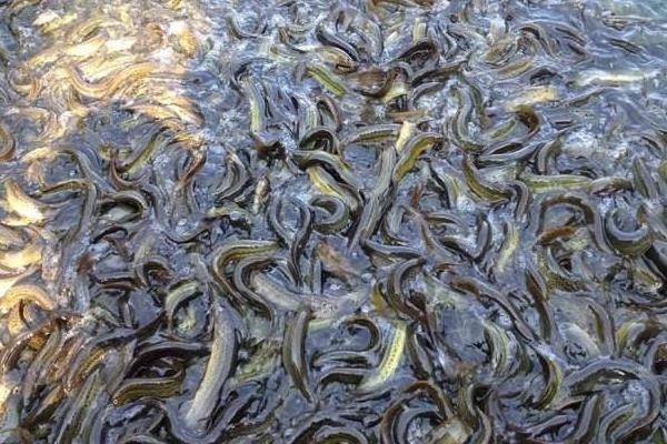 水泥池泥鳅高密度养殖技术，科学合理的饲料投喂很重要