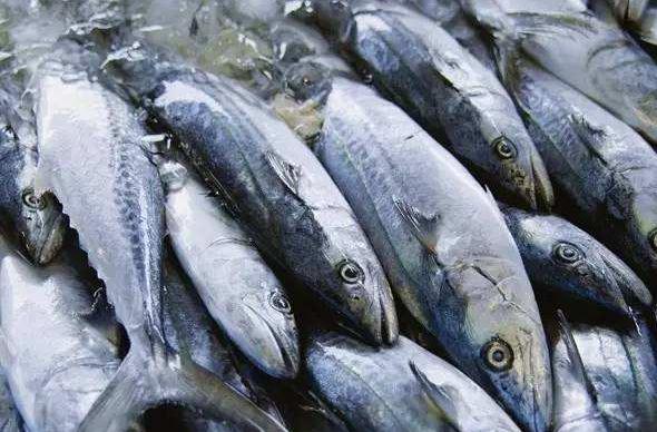 鲅鱼市场价格多少钱一斤 冷冻鲅鱼为什么这么便宜