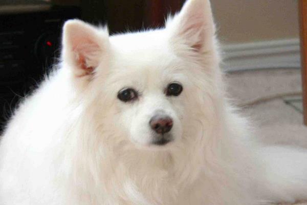 爱斯基摩犬市场价格多少钱一只 爱斯基摩犬和萨摩耶的区别是什么