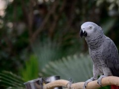 非洲灰鹦鹉市场价格多少钱一只,养灰鹦鹉犯法吗