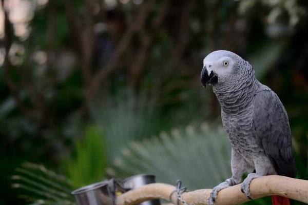 非洲灰鹦鹉市场价格多少钱一只 养灰鹦鹉犯法吗