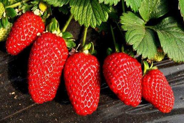 草莓怎样快速增甜