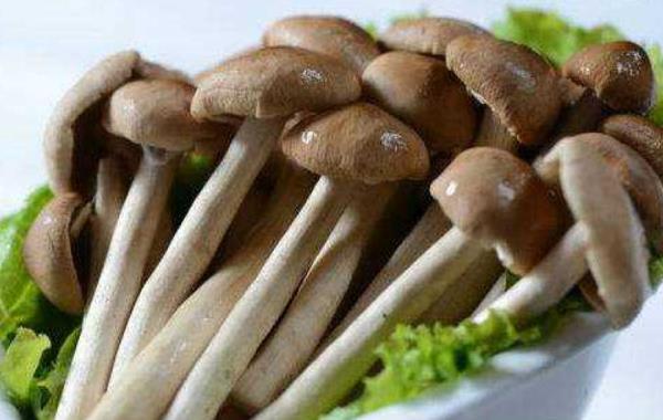杨树菇市场价格多少钱一斤 杨树菇产地在哪里