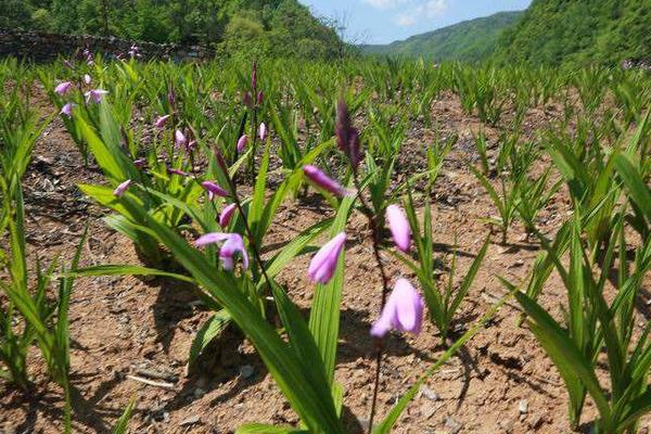 白芨种植一亩成本价多少 白芨种植效益如何