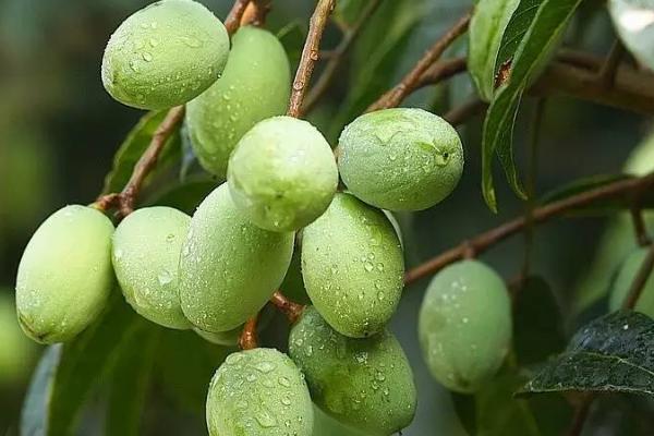 油橄榄树苗多少钱一棵，常见尺寸为三公分