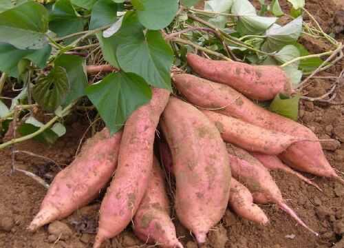2016红薯种植前景及市场价格分析