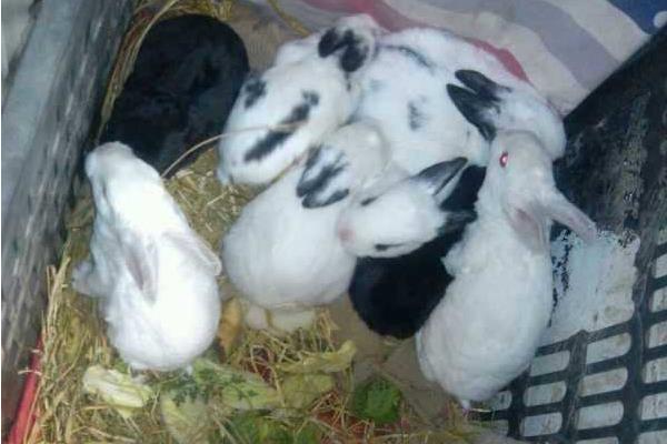 兔子养殖品种有哪些？看完终于知道怎么选了