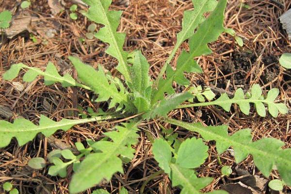 家庭阳台几月能种荠菜 荠菜阳台种植方法