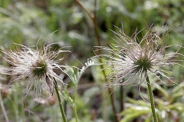 白头翁花图片大全 白头翁花语及寓意