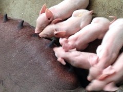 母猪产后没奶有啥方法?5个母猪的催奶方法
