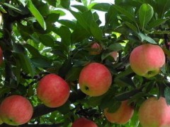 一至三年的苹果树修剪,刻芽摘心开角的具体方法