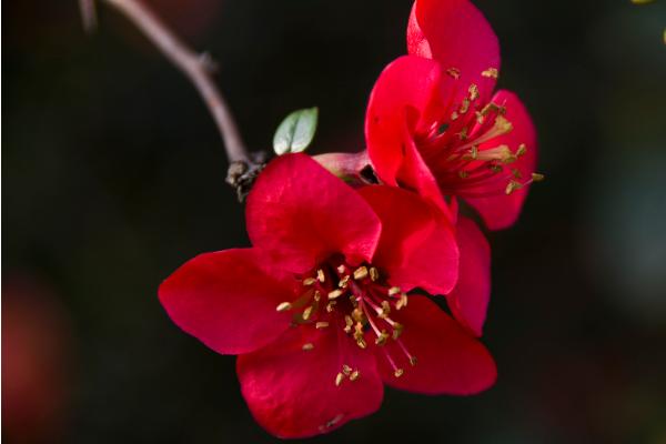 海棠花图片大全 海棠花花语及寓意 海棠花有几种（什么颜色）