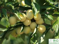 种李子采收后果园管理要点