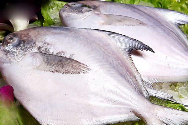 鲳鱼市场价格多少钱一斤 鲳鱼的选购