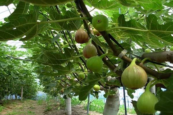 碱性土壤适合种植什么