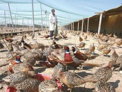 野鸡养殖可行性报告