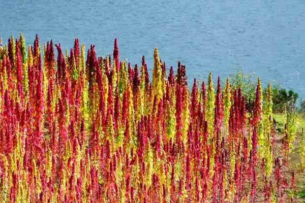 藜麦种植条件（对土地的要求） 中国适合藜麦种植地方有哪些