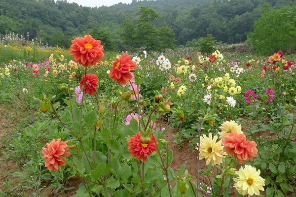 大丽花怎么种 大丽花种植方法与注意事项