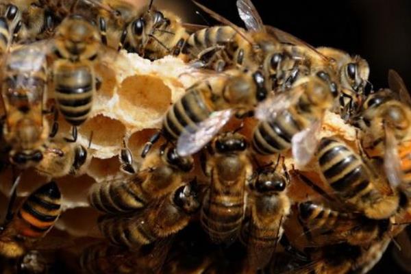 养蜂取蜂蜜方法与注意事项