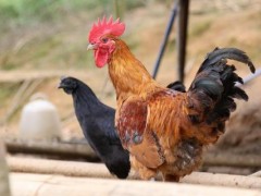 南丹瑶鸡养殖技术