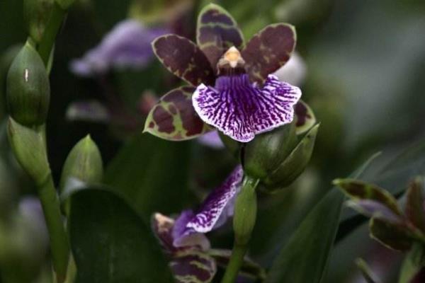 紫香兰养殖方法