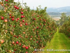 2018种苹果赚钱吗?苹果种植的利润与投资成本及前