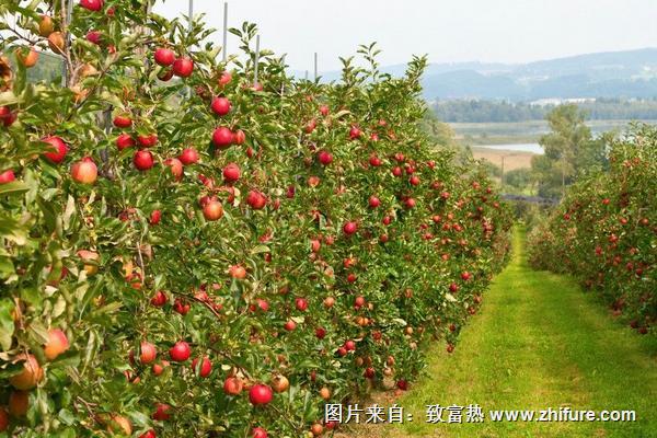 2018种苹果<a href=https://www.dadasou.com/news/93887.html target=_blank class=infotextkey>赚钱</a>吗？苹果<a href=https://www.dadasou.com/ny/zhongzhi/ target=_blank class=infotextkey>种植</a>的利润与投资成本及前景预测