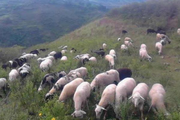 乌骨羊幼仔市场价格多少钱一只 乌骨羊的养殖前景