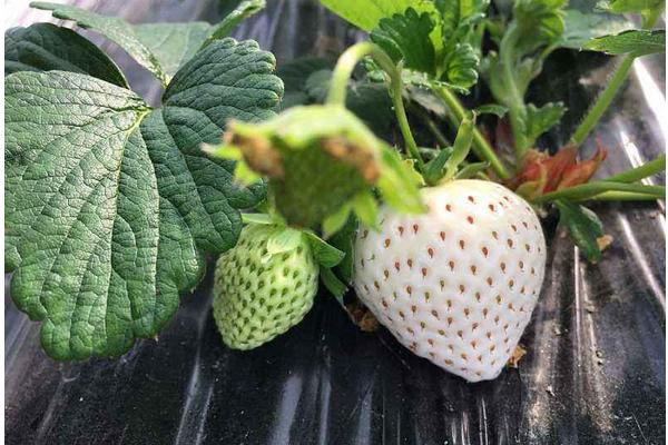 白草莓市场价格多少钱一斤 菠萝莓和白草莓的区别是什么