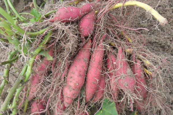 种红薯薯秧上架产量升