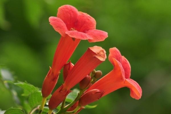 凌霄花图片大全 凌霄花花语及寓意