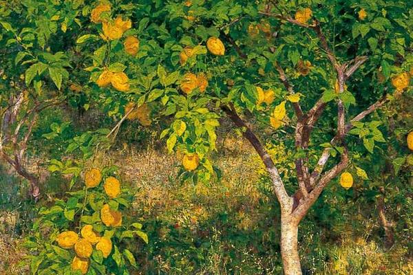 柠檬树有刺吗 柠檬树怎么修剪 柠檬树几年开花结果