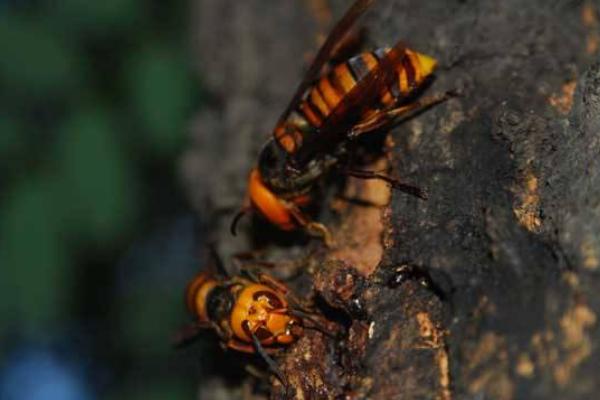 马蜂可以人工养殖吗 马蜂养殖技术