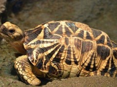 缅甸陆龟怎么养,缅甸陆龟能长多大